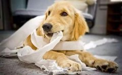 狗狗咬主人的衣服是想表達(dá)什么？ 華興寵物食品