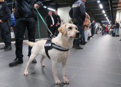 盲人的眼睛，路上碰見了導(dǎo)盲犬該如何做？ 華興