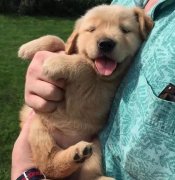 把狗當(dāng)孩子養(yǎng)，你認(rèn)同嗎？ 華興寵物食品