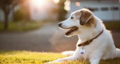 合理喂養(yǎng)寵物狗有技巧，你知道嗎? 華興寵物食品