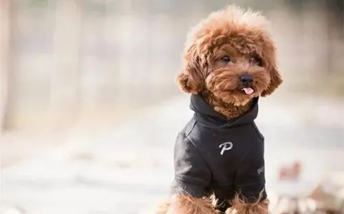 養(yǎng)狗，這些“低級(jí)錯(cuò)誤”千萬不能犯！