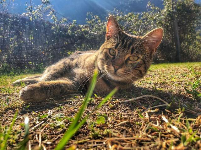 貓咪在春天容易感冒，平時(shí)應(yīng)該注意什么呢？