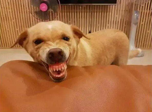 如果你家的狗狗出現(xiàn)以下行為，說明狗狗對(duì)你有意見了