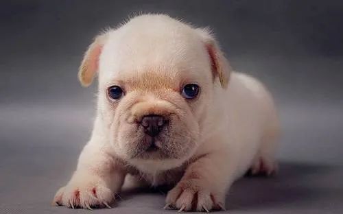 幼犬喂食的5個(gè)要點(diǎn)！小狗身體虛弱，主人可要注意了！